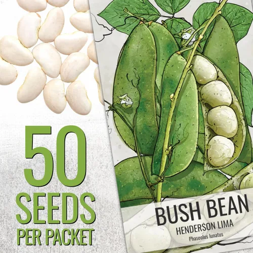 Miniatura 2 de Seed Needs Semillas de Frijol Lima para Plantar Frijoles Henderson Lima - Semillas de Vegetales Heirloom Sin OMG y Sin Tratar para Plantar un Jardín