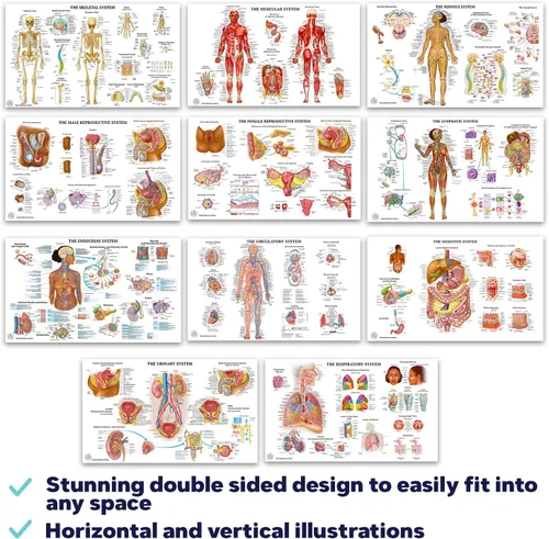 Miniatura 3 de 11 pósteres de anatomía humana - Carteles médicos, esqueléticos, masculinos femeninos, musculares, circulatorios, linfáticos, reproductivos