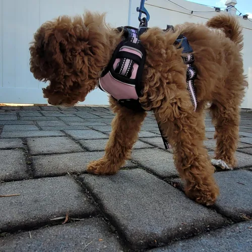 Miniatura 7 de Buddy's Best Arnés para perro, arnés sin tirones para mascotas, con 2 clips para correa, arnés ajustable suave acolchado reflectante de seguridad