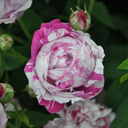 Miniatura 3 de Rosas Bourbon Heirloom, Planta de raíz propia viva para jardín al aire libre, Variegata di Bologna, Moderadamente fragante, Zonas de rusticidad
