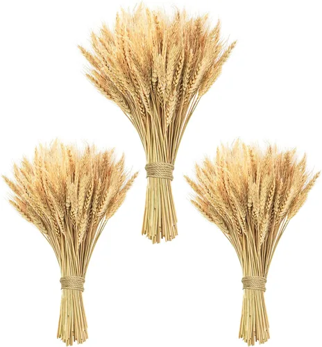 Miniatura 9 de Tallos de trigo seco de 17.7 pulgadas, 100 tallos de flores secas 100% trigo natural para el hogar, cocina, oficina, arreglo floral, mesa de boda