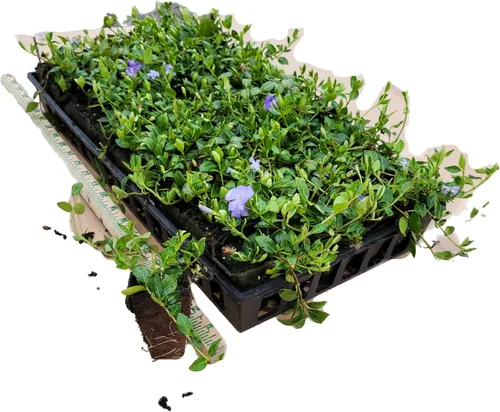 Myrtle Vinca/Periwinkle Hardy Groundcover 50 Plantas Macetas de 2"
