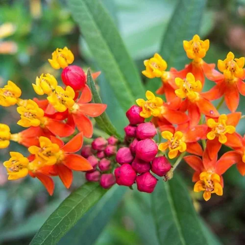 Miniatura 2 de UtopiaSeeds Semillas de flor de algodoncillo de sangre - Atrae y alimenta mariposas monarca