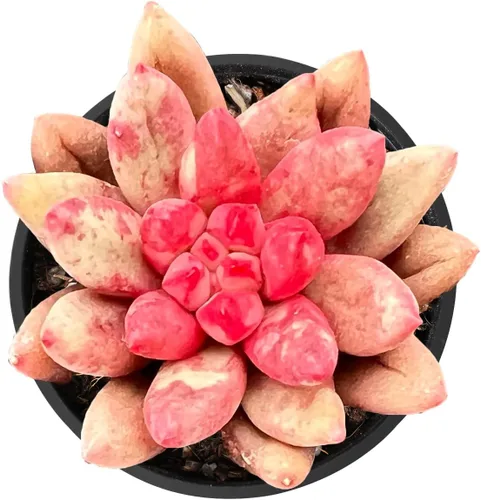 Miniatura 11 de Plantas suculentas vivas de 2 pulgadas, cactus con cono de pino, mini suculentas en maceta, planta de interior de fácil cuidado, regalos únicos