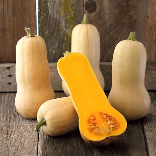 Calabaza orgánica Waltham Butternut – 1 libra ~ 2,700 semillas – Sin OMG, polinizada abierta, reliquia, semillas de jardinería vegetal – Calabaza de