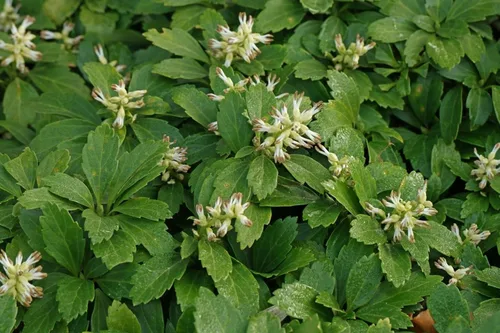 Greenwood Nursery: Plantas vivas de cobertura del suelo - Pachysandra Terminalis + Spurge japonés - [Cantidad: 50 raíces desnudas] - (Haga clic para