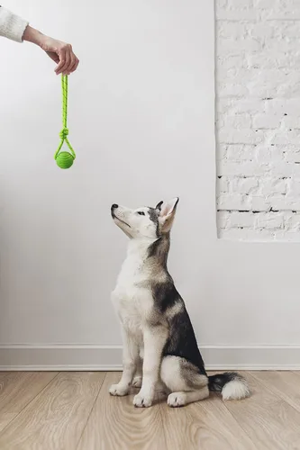 Miniatura 6 de Pelota de entrenamiento para perros en una cuerda, pelota de goma para perros con asa para tira y afloja K9, recompensas de entrenamiento
