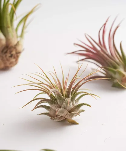 Miniatura 3 de Gran colección de plantas de aire Ionantha Tillandsia de cinco plantas tropicales para el hogar, decoración de interiores y plantas de aire