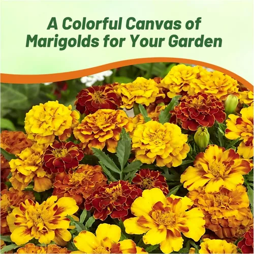 Miniatura 6 de Outsidepride Mezcla de Semillas de Caléndula Francesa - 1 Lb. Anuales, Compactas, Semillas de Flores Tolerantes al Calor y la Sequía para Plantar