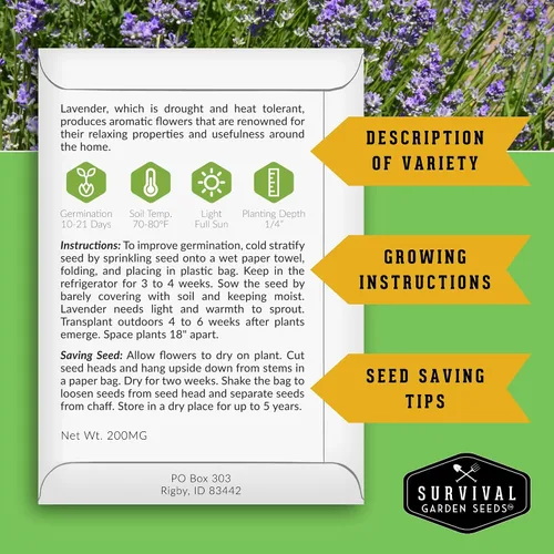 Miniatura 2 de Semillas de lavanda inglesa para plantar (Lavandula angustifolia) – Hierba culinaria comestible con flores fragantes, perenne resistente