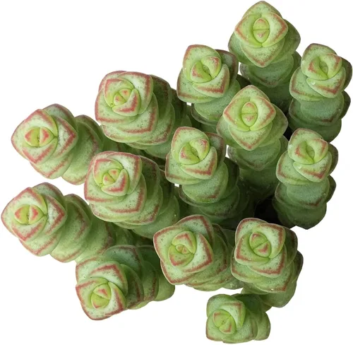 Miniatura 4 de Suculentas vivas de aloe brevifolia de 2 pulgadas de hojas cortas, suculentas con poca luz de 2 pulgadas, suculentas vivas y saludables, ideas