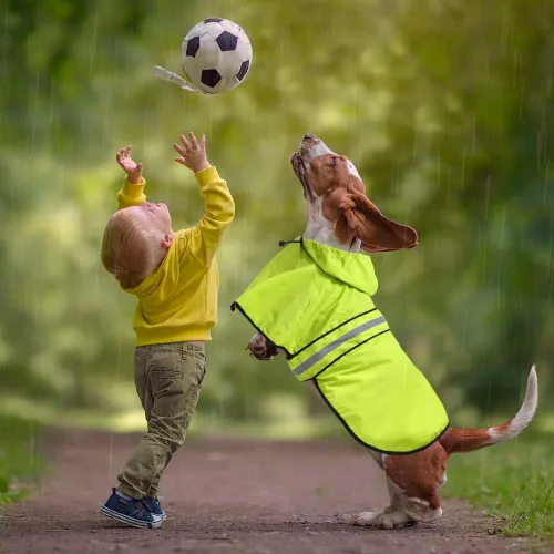 Miniatura 5 de Impermeable reflectante para perros – Impermeable ajustable para perros, impermeable ligero con capucha para perro, poncho chubasquero, chaqueta