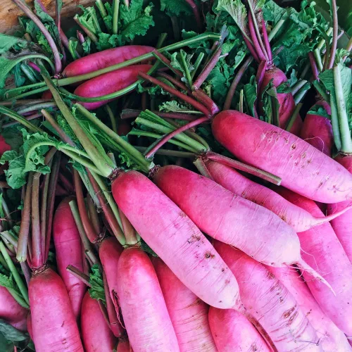 Semillas de rábano rosa rosa de China para plantar, más de 125 semillas de reliquia por paquete, semillas de jardín de Isla (semillas de jardín de