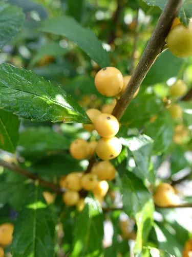 Miniatura 3 de Ganadores Comprobados - Ilex verticillata Berry Heavy Gold (Baya de Invierno) Arbusto, bayas doradas, #2 - Recipiente