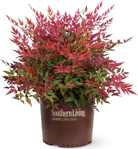Blooming & Beautiful - Obsession Nandina - 3 gal - Southern Living - Arbusto de hoja perenne - Follaje de color rojo - Cultivo compacto - Zonas 6-10
