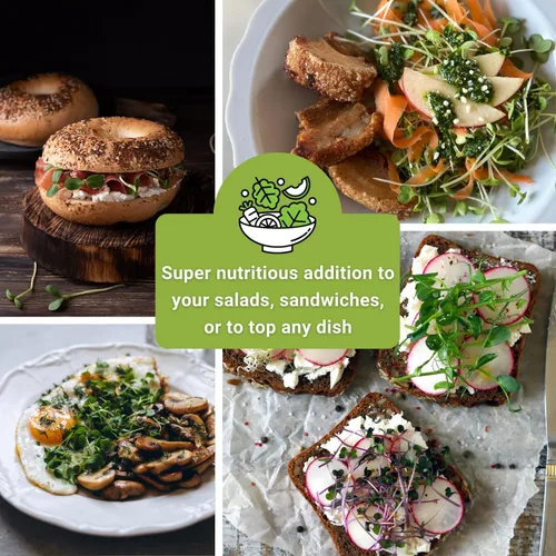 Miniatura 5 de Sow Right Seeds - Gran colección de semillas de microgreens - 10 paquetes de jardín de interior con semillas de superalimentos para germinación