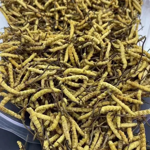 Miniatura 5 de Cordyceps Sinensis Chongcao (0.11 oz)