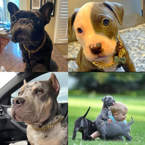 Miniatura 5 de Collares fuertes de acero inoxidable dorado para perros con cierre de hebilla de seguridad, collar de entrenamiento de cadena de eslabones cubanos
