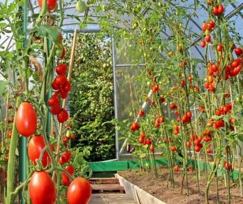 Miniatura 6 de Garden Stakes - Juego de 50 estacas de 3 pies de diámetro, ecológicas para plantas de 1/4 pulgadas de diámetro, estacas de tomate, verde