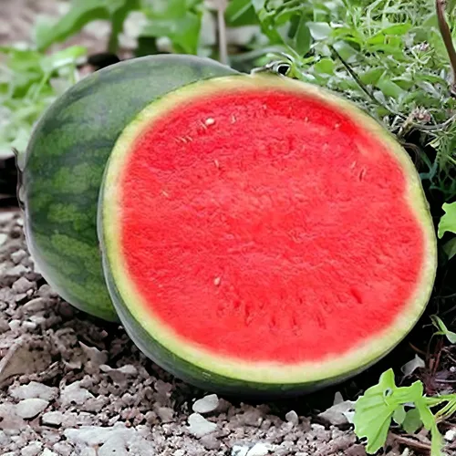 Miniatura 3 de 45 semillas de sandía Sugar Baby para plantar, sandía compacta de carne roja dulce para jardín en casa