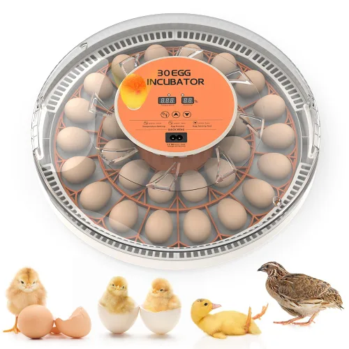 incubadoras para incubar huevos,Incubadora de 30 huevos,Incubadora de huevos con giro automático de huevos,Incubadora para huevos de