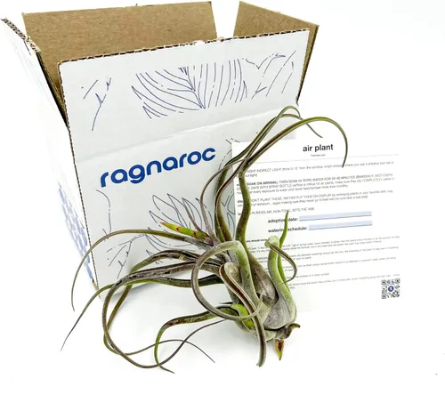 Miniatura 6 de ragnaroc Air Plants - Tillandsia Caput Medusae Floreciente, Grande 5-7" - 1ct - Llegada Viva Garantizada - Plantas de Casa para Decoración del Hogar