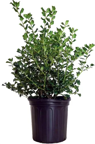 Miniatura 15 de Ganadores probados - Ilex x meserveae Castle Spire (Acebo) Evergreen, 3 - Contenedor