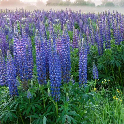 Miniatura 7 de Outsidepride Semillas de altramuces perennes de color azul silvestre, 1 libra. Semillas de flores silvestres autosembradas, resistentes al frío