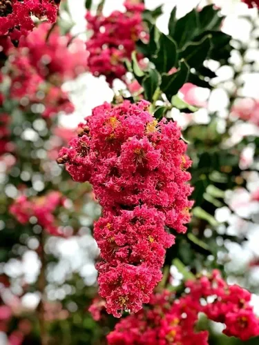 Miniatura 3 de Cangrejo mirto Tuscarora planta 1 maceta grande de tamaño galón comercial Lagerstroemia Indica Árbol de flores ornamentales Plantas