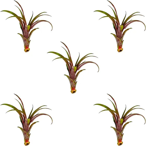 Miniatura 61 de ragnaroc Planta de Aire Viva – Tillandsia Capiput, Jumbo 6-9” - 2 unidades - Llegada Viva Garantizada - Plantas de Casa para Decoración del Hogar