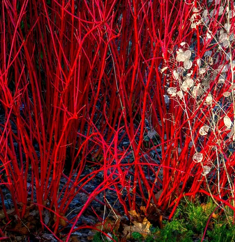 Esquejes de cornejo rojo brillante para plantar, sin raíces, fácil de cultivar, privacidad y arbusto de paisajismo, corteza roja vibrante, se envía