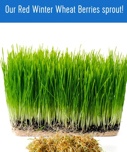 Miniatura 7 de Granos de trigo duro rojo de invierno transgénicos, 100 % sin irradiar. Certificado Kosher Parve. Cultivado en EE. UU. Registro de campo