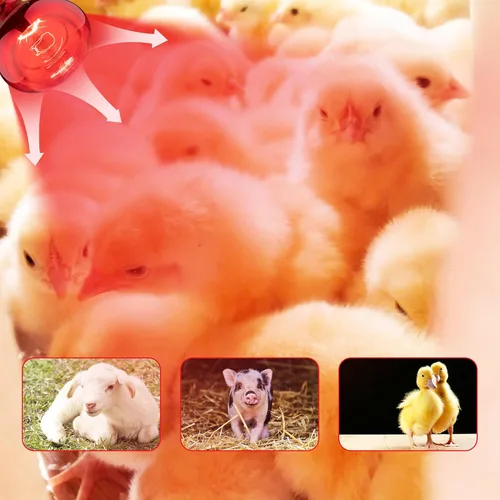Miniatura 4 de Bombillas de calor de 250 vatios para pollos, lámpara de calor R40 para pollos, bombillas de calor infrarrojos para calentador de criadera, calor