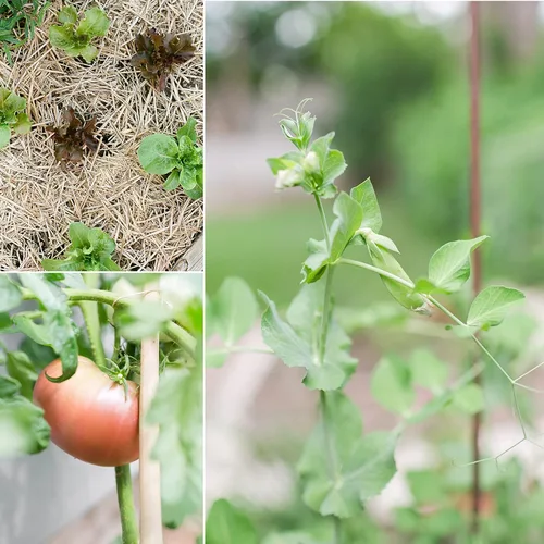 Miniatura 5 de Sereniseed Semillas vegetales orgánicas certificadas (paquete de 20) – sin OMG, polinizadas abiertas – Albahaca, guisante a presión, brócoli