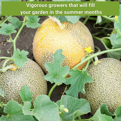 Miniatura 5 de Sow Right Seeds - Colección de semillas de frutas de melón para plantar - Paquetes individuales Honey Rock, Hales Best y Honeydew Melon - Semillas