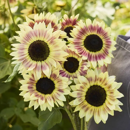 Miniatura 56 de Eden Brothers Semillas de girasol - Autumn Beauty