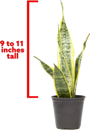 Miniatura 5 de Planta de serpiente viva, Sansevieria trifasciata Laurentii, Planta de interior completamente arraigada en maceta, Planta de sansevieria lengua