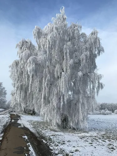 Miniatura 5 de TomorrowSeeds - Semillas de abedul blanco europeo - Más de 3600 unidades - para plantar Betula Pendula 2026 Papel blanco escamoso corteza de papel