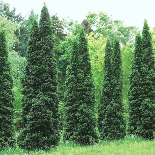 Miniatura 2 de 30 árboles arborvitae gigantes de Thuja Green - Plantas vivas de 6 a 12 pulgadas de alto - Setos/arbustos de hoja perenne de rápido crecimiento