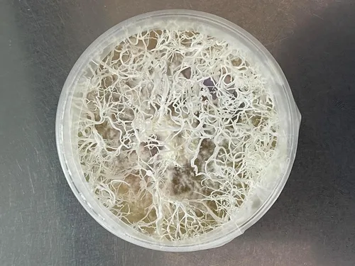 Miniatura 6 de Root Mushroom Farm- Extracto de malta Agar(MEA)