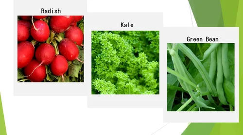 Miniatura 3 de Semillas Premium de Vegetales de Invierno para Plantación, Semillas Orgánicas, No Transgénicas, Autóctonas, 12 Variedades: Rábano, Guisante
