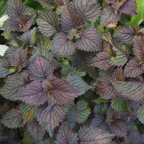 1500 Seeds - Semillas de perilla vietnamita (Perilla Frutescens) | Shiso Tía Tô Seeds - Semillas de albahaca vietnamita silvestre o menta morada