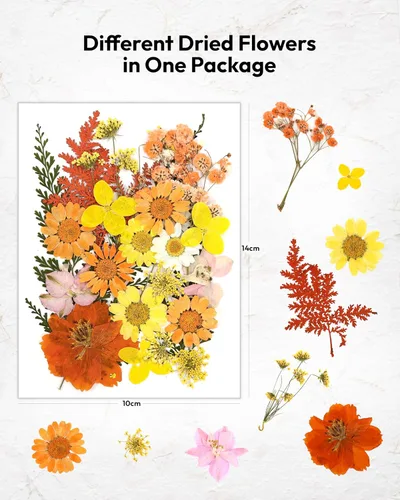 Miniatura 2 de Flores Secas, Resiners 100 Piezas de Flores Prensadas para Manualidades Amarillas Flores Secas Naturales Reales Kit de Hojas Secas para Hacer