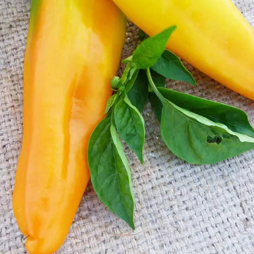 Golden Marconi - Semillas de pimiento – 250 mg ~ 30 semillas – Semillas de jardinería agrícola, polinizada abierta, sin OMG, semillas de jardinería