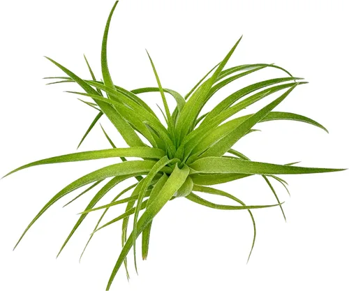 Miniatura 15 de ragnaroc Planta de Aire Viva – Tillandsia Capiput, Jumbo 6-9” - 2 unidades - Llegada Viva Garantizada - Plantas de Casa para Decoración del Hogar