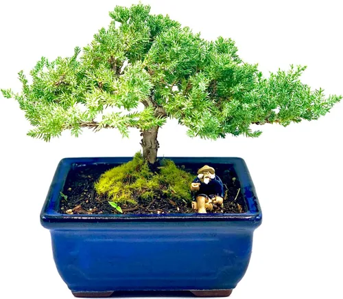 Miniatura 2 de Árbol de enebro bonsái enano vivo de 7 años Árbol de enebro o jade bonsái Interior/Exterior 100% hecho a mano Decoración para el hogar