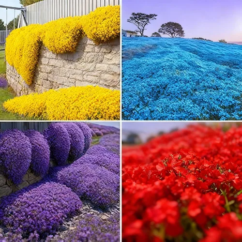 Más de 20000 semillas de tomillo, hermosas semillas de tomillo morado, flores perennes de cobertura del suelo, semillas de tomillo no modificadas