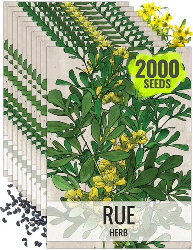 Miniatura 11 de Seed Needs Semillas de Rúe para Plantar Hierbas Medicinales - Semillas Perennes Autóctonas No Transgénicas y Sin Tratar para Cultivar un Jardín