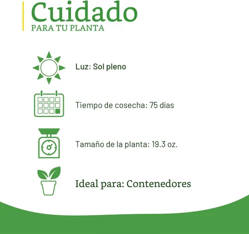 Miniatura 5 de Bonnie Plants Plantas vegetales vivas de pimiento verde, paquete de 4, sin OMG, plantas de 2 a 3 pies, tamaño de pimienta de 4.5 x 4 pulgadas
