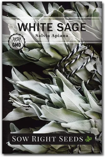 Miniatura 7 de Sow Right Seeds - Semilla de salvia blanca para plantar - Paquete de reliquia sin OMG con instrucciones para plantar y cultivar un jardín de hierbas